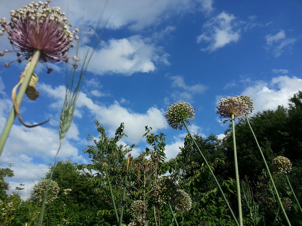 Blühender Lauch im Permakulturgarten. Die würzigen Lauchblüten sind eine whare Delikatesse. Ausserdem noch Kamut, ein Urweizen und Samenstände von Salat. Im Hintergrund ein Kirschbaum.