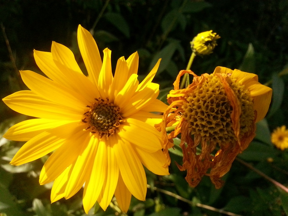 Von der Knospe zur Blüte zum heranreifenden Fruchtstand ... die Natur ist ein immerwährendes Wachsen - Blühen - Reifen - Verwelken ...