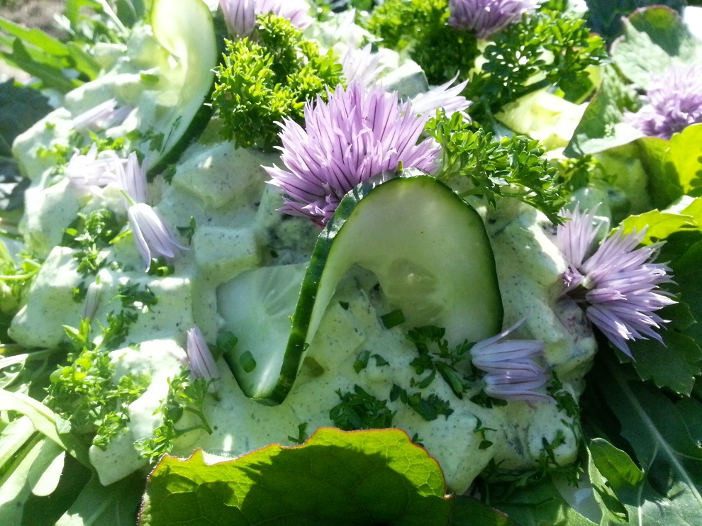 Rohkostsalat Dressing statt Mayonnaise Kräuter Gurke