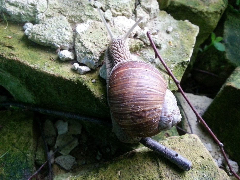 Hier versorgt sich eine Weinbergschnecke an einem alten, noch mit uraltem Mörtel behafteten Ziegelstein mit Kalk für ihr Schneckenhaus. Vor ein paar Jahren habe ich ein paar wenige Weinbergschnecken vom Straßenrand aufgesammelt und in meinem Permakulturgarten ausgesetzt. Damals dachte ich, sie würden andere Schnecken fressen. Heute weiß ich, dass das nicht der Fall ist. Aber ab und zu begegne ich einem dieser Tiere und jedesmal fühlt es sich an, als würde ich einer lieben alten Bekannten begegnen - und das macht mich glücklich :-)