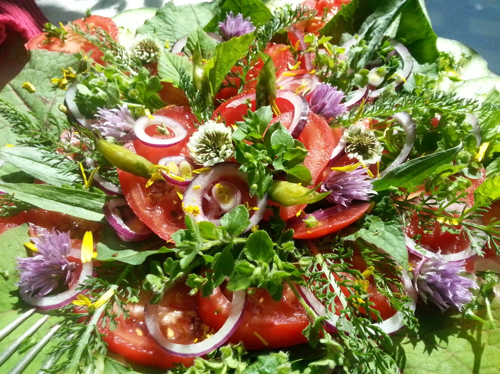 Wildkräuterrezept - Bunter Tomatensalat mit frischen Wildkräutern ...