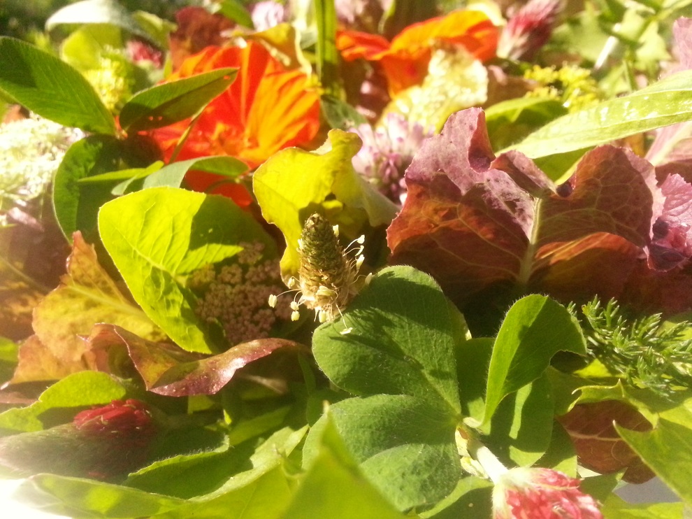 gepflückte Wildkräuter mit Salatblättern und vielleicht noch einigen essbaren Blüten - und esse die Blätter und Blüten einzeln :-) 